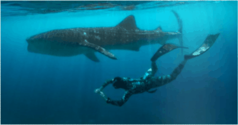 Diving with whale sharks in Oslob