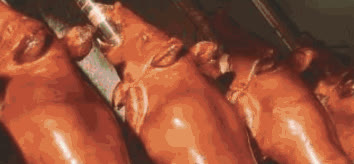 Lechon pigs roasting on bamboo spits